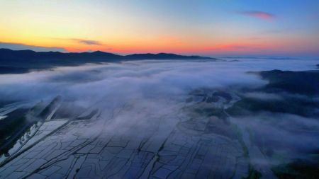 (miniature) Photo prise par un drone le 3 juin 2024 montrant le brouillard au-dessus des rizières à Hailin