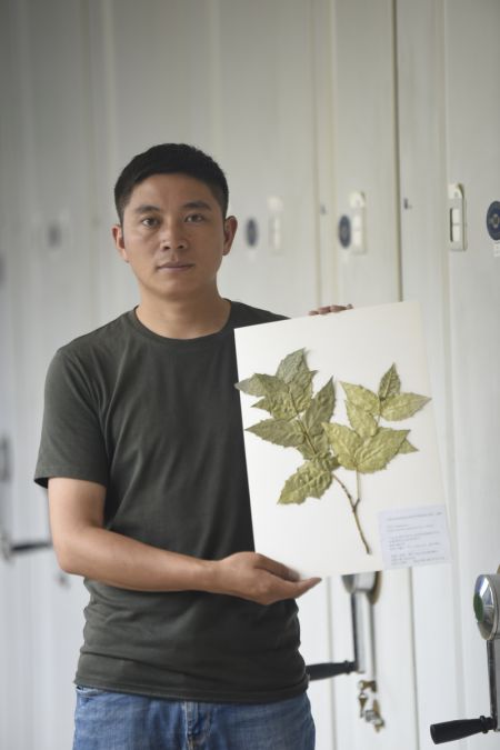 (miniature) Le chercheur Hu Jun montrant un spécimen d'Euonymus aquifolium à l'Institut de biologie de Chengdu relevant de l'Académie chinoise des Sciences dans la province du Sichuan dans le sud-ouest de la Chine