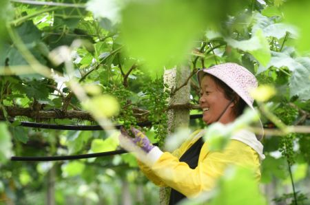 (miniature) Une employée examine des raisins dans le village de Dongli