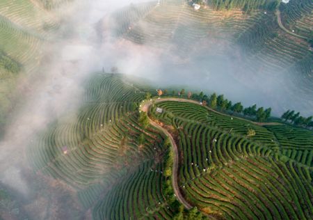 (miniature) Photo aérienne du paysage d'un jardin de thé du district autonome Dong de Tongdao