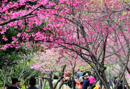 (miniature) Des fleurs de cerisier dans le parc forestier national de Fuzhou