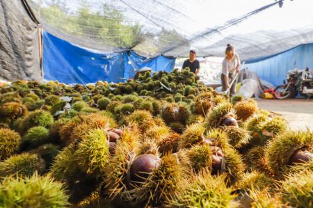 (miniature) Des agriculteurs rangent des châtaignes récoltées dans la commune de Xiaochang de Zunhua