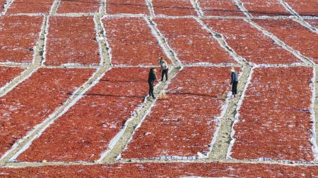 (miniature) Des agriculteurs sèchent des aubépines à Zunhua