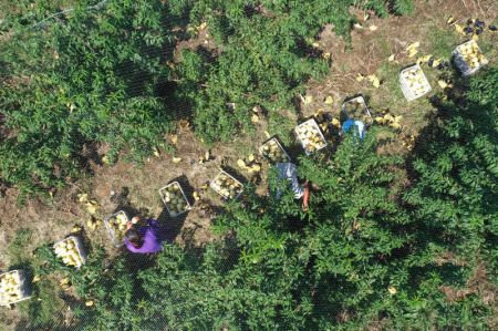 (miniature) Photo prise le 8 septembre 2021 d'agriculteurs r&eacute;coltant des p&ecirc;ches fra&icirc;ches dans le village de Jinli du district de Baofeng
