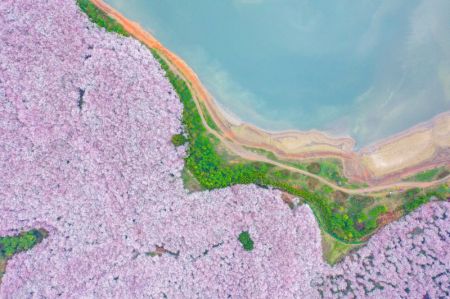 (miniature) Photo aérienne prise le 17 mars 2022 de cerisiers en fleur dans un jardin de cerisiers de la nouvelle zone de Guian à Guiyang