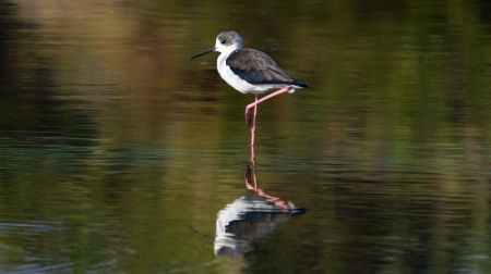 (miniature) Un oiseau dans la réserve naturelle de mangroves de Shankou