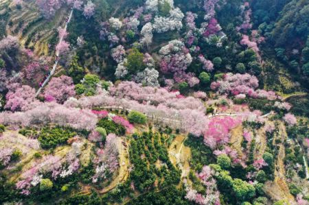 (miniature) Photo aérienne des fleurs épanouies dans le bourg Xiongcun du distrcit de Shexian