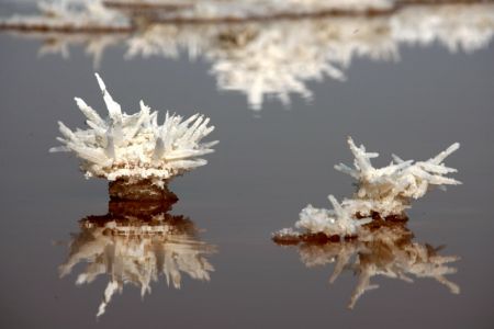 (miniature) Photo prise le 8 décembre 2022 de fleurs de mirabilite