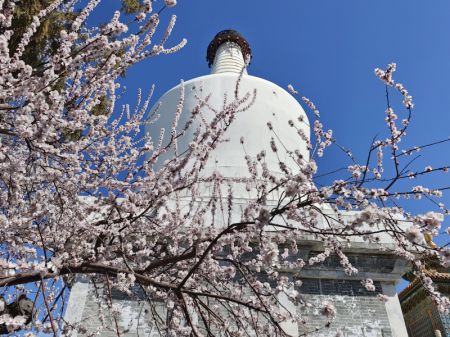 (miniature) Des fleurs épanouies avec la Pagode blanche en arrière-plan au parc de Beihai