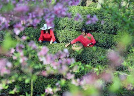 (miniature) Des agricultrices cueillent des feuilles de th&eacute; dans une plantation de th&eacute; de Maoping