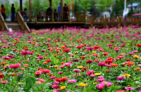 (miniature) Des zinnias dans le village de Dahong du district de Luanchuan