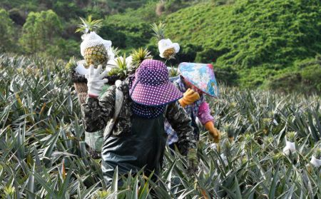 (miniature) Les agriculteurs récoltent des ananas dans un village de la ville de Wanning