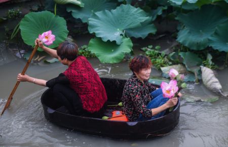 (miniature) Des villageoises rament dans un seau pour r&eacute;colter des graines et des fleurs de lotus au village de Quanxin de la ville de Huzhou