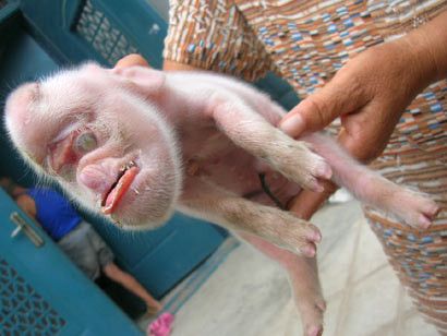 (miniature) cochon singe