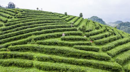(miniature) Photo a&eacute;rienne des agriculteurs qui r&eacute;coltent des feuilles de th&eacute; dans un jardin de th&eacute; &agrave; Liupanshui