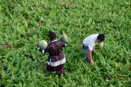 (miniature) Des villageois récoltent des pastèques dans le bourg de Zhongcheng
