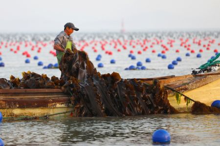 (miniature) La photo montre la r&eacute;colte de varech &agrave; Rongcheng