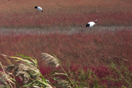 (miniature) Deux grues dans la Réserve naturelle nationale de Liaohekou