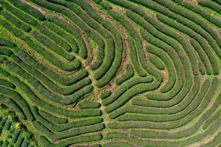 (miniature) Photo a&eacute;rienne d'une ferme de th&eacute; &agrave; Wuyishan