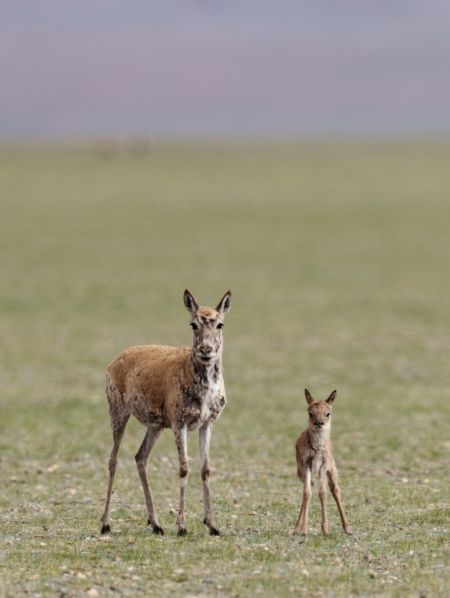 (miniature) Une antilope tibétaine et son petit dans la réserve naturelle nationale de Qiangtang dans la région autonome du Xizang (sud-ouest de la Chine)