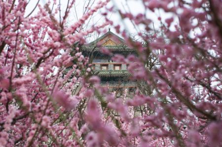 (miniature) Des fleurs épanouies dans le parc du site des murailles de la ville de la dynastie Ming