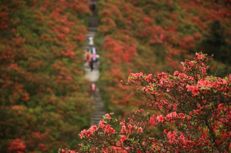 (miniature) Des touristes admirent des fleurs d'azalées dans la montagne de Longquan du district de Danzhai