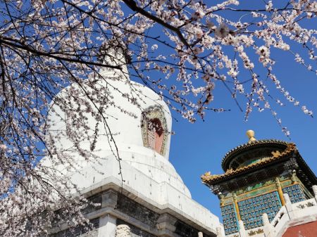 (miniature) Des fleurs épanouies avec la Pagode blanche en arrière-plan au parc de Beihai