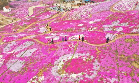 (miniature) Photo aérienne de fleurs sur la rive du réservoir de Daheiting