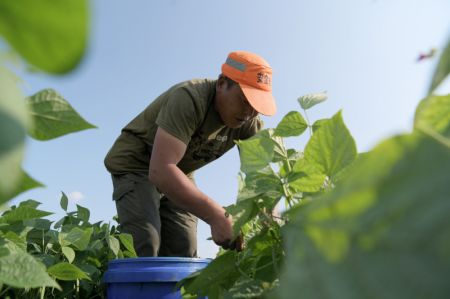 (miniature) Fu Gang cueille des haricots verts dans une base de d&eacute;monstration de plantation de haricots verts
