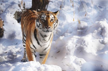 (miniature) Un tigre de Sibérie marche dans la neige au parc des tigres de Sibérie à Harbin