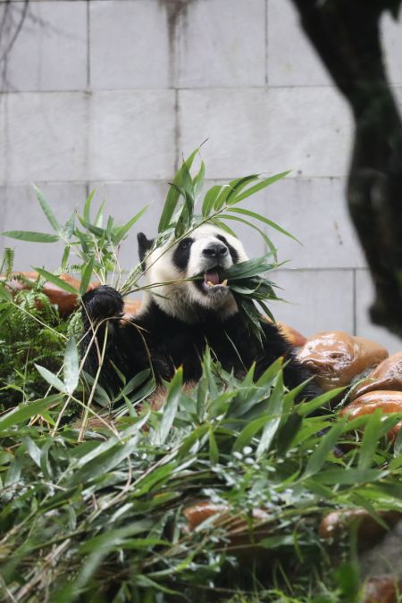 (miniature) Le panda géant Kaikai mangeant du bambou à Macao