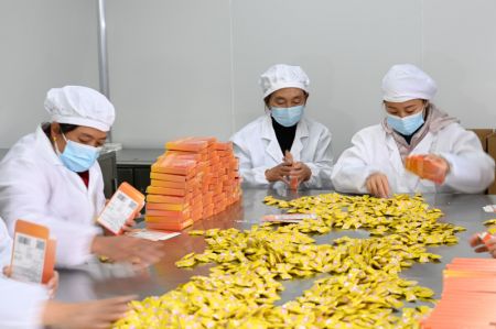 (miniature) Des employées emballent des comprimés à base de chèvrefeuille dans une usine du district de Suiyang