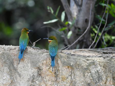 (miniature) Des guêpiers à queue d'azur sont aperçus dans la réserve naturelle de guêpiers à queue d'azur de Wuyuanwan à Xiamen