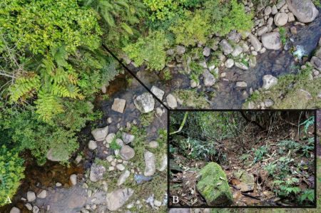 (miniature) Cette image montre l'habitat de Boulenophrys pepe