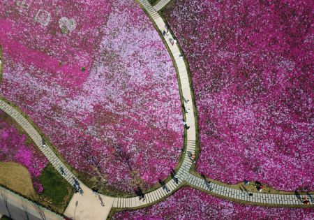 (miniature) Photo aérienne de gens admirant des fleurs à Jinan