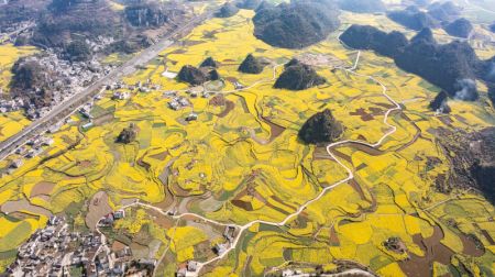 (miniature) Photo aérienne de champs de fleurs de colza