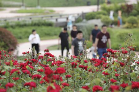 (miniature) Des touristes visitent un parc de zone humide dans le bourg de Jiangba de l'arrondissement de Hongze à Huai'an