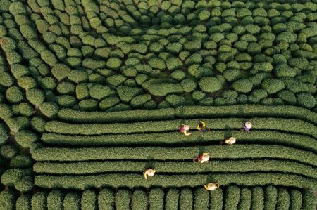 (miniature) Photo prise le 13 mars 2023 de la cueillette des feuilles de thé sur une montagne de théiers du village de Longjing