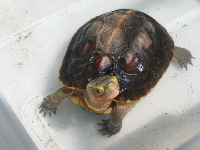 Une fillette perd la mmoire aprs qu'une tortue lui soit tombe sur la tte