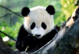 Pandassadeur 2012 : PandaQuest a commenc !