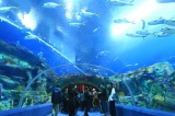 Photos de Chine : le plus grand aquarium du monde