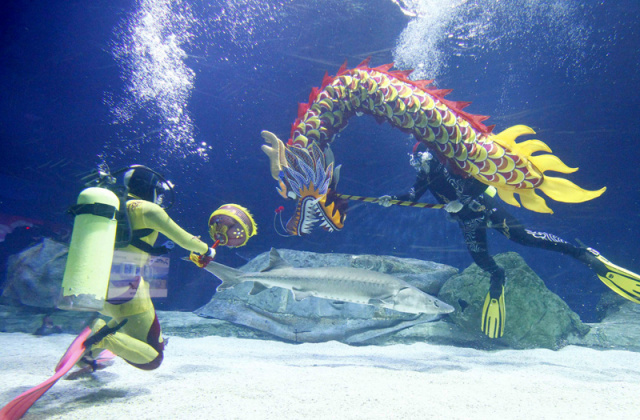 Photos : Danse du dragon sous l'eau d'un aquarium gant