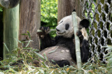 Photos : Le panda g�ant Ya Ya quitte le zoo de Memphis