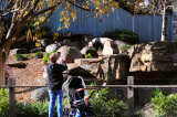 Photos Australie : pandas gants au zoo d'Adlade
