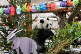 Photos Zoo de Moscou : un panda gant profite du Nouvel An lunaire chinois