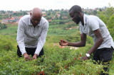 Photos : Les producteurs de piments rwandais esp�rent explorer le march� chinois � l'occasion de la CIIE
