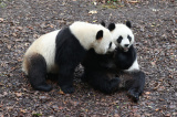 Photos Belgique : retour en Chine du panda gant Tian Bao et des jumeaux Bao Di et Bao Mei