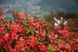 Photos : Des touristes admirent des fleurs d'azales