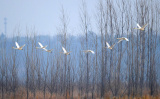 Photos Chine : migration des cygnes au Henan