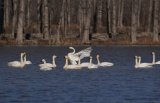 Photos Chine : cygnes migrateurs  Tangshan